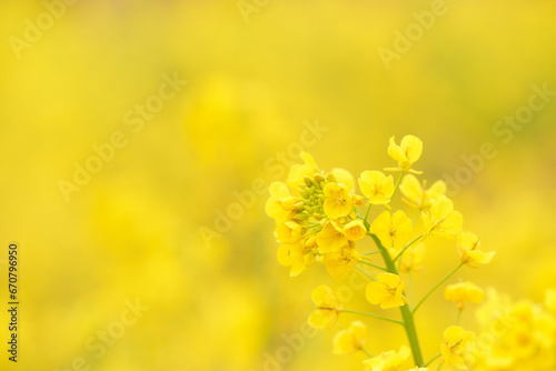 黄色背景の菜の花のクローズアップ

