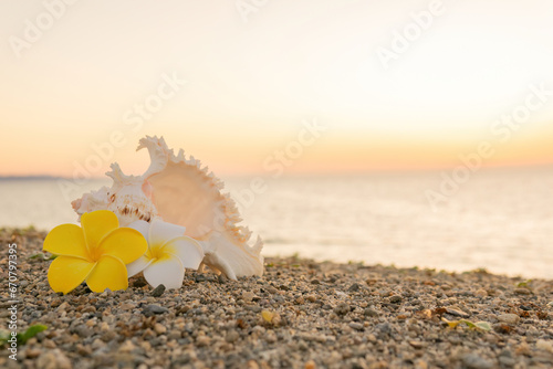 貝殻とプルメリアの花 © 歌うカメラマン