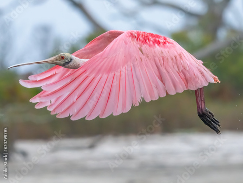 pink roseate spoonbill flying through the marsh near the beach photo