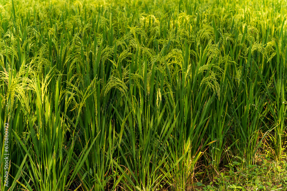 Rice swaying in the rice field Rice swaying in the rice field