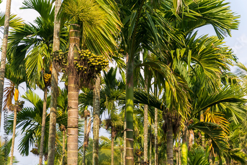 Φωτογραφία betel nuts or areca catechu nut fruit bunches in its palm tree