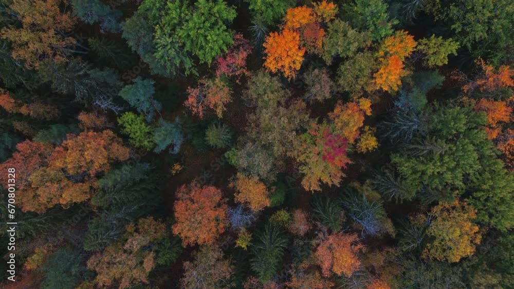 Top shot of an autumn forest with leaves falling and green, brown yellow and red trees. Camera moving upwards, revealing endless forest. Top shot of an autumn forest with leaves falling and green, brown yellow and red trees. Camera moving upwards, revealing endless forest.