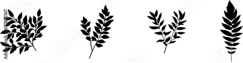 The leaves of the fern plant are black and white. Design of a fern leaf isolated on a white background