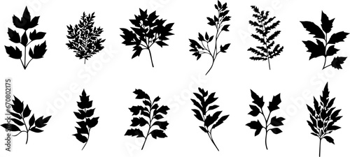 Collection of celery leaf silhouettes. Vector leaf with the Latin name Apium Graveolens photo