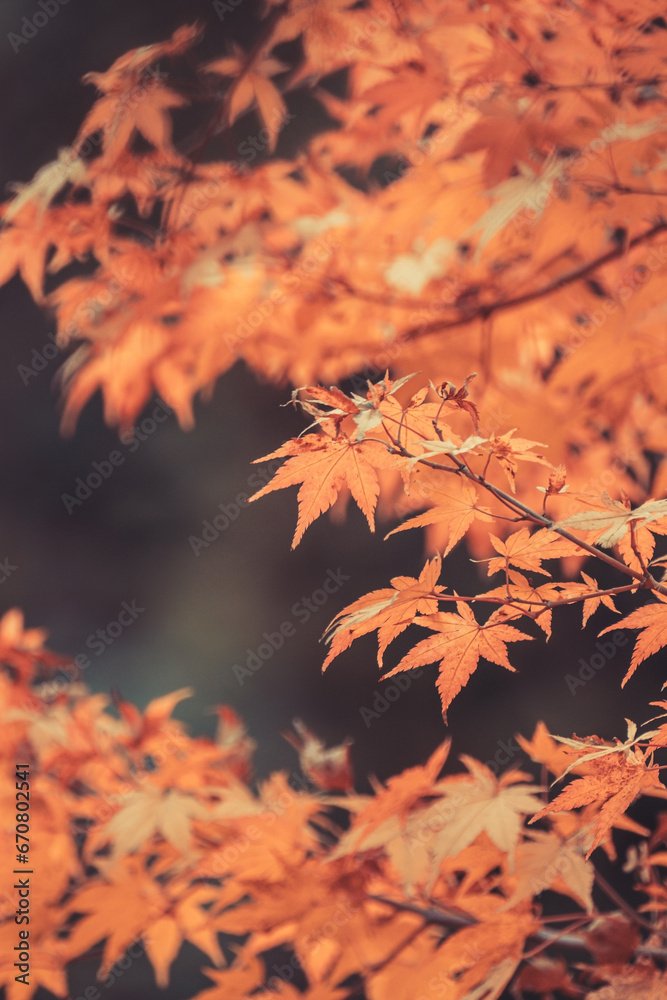 Orange maple leaves, beautiful autumn background. Orange maple leaves, beautiful autumn background.