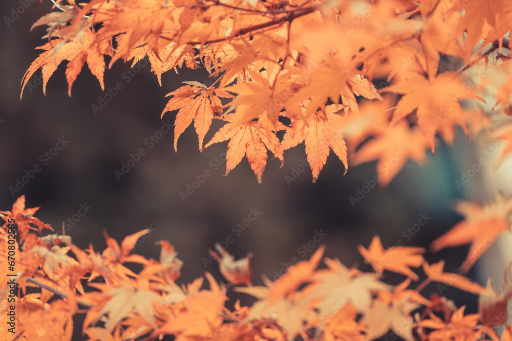 Orange maple leaves, beautiful autumn background. Orange maple leaves, beautiful autumn background.