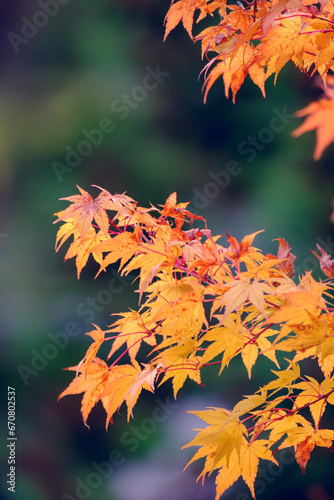 Yellow maple leaves on blurred green background  beautiful autumn background.
