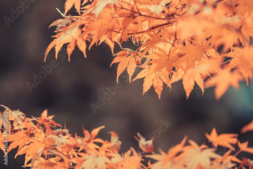 Orange maple leaves, beautiful autumn background.