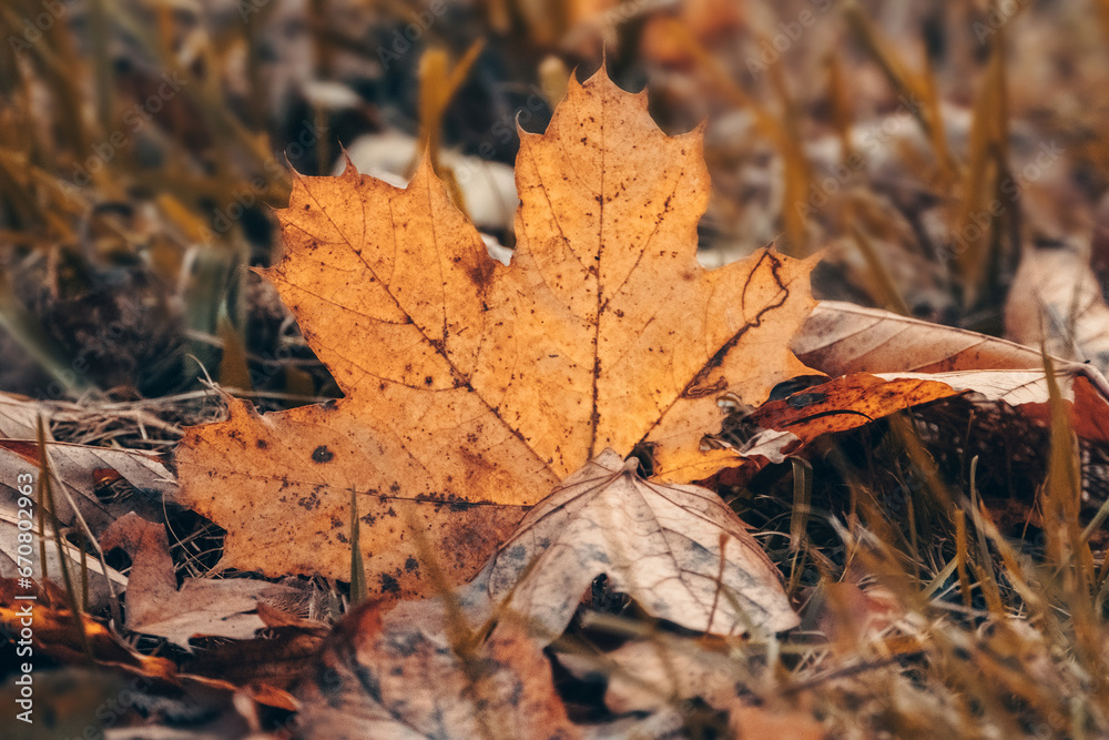Mapple leaf of autumn on the ground in Germany, can be used as natural background. Mapple leaf of autumn on the ground in Germany, can be used as natural background.