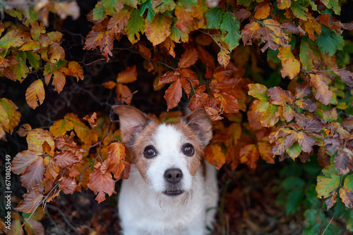 Dog in Forest. A curious Jack Russell Terrier dog peers over a rock, surrounded by forest foliage, embodying the spirit of adventure and exploration