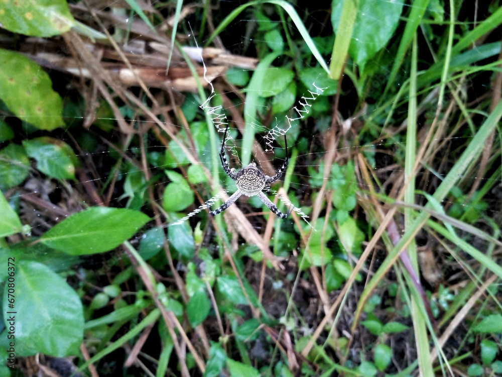 photo of spider insect with beautiful web photo of spider insect with beautiful web