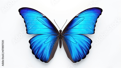 blue butterfly isolated on white background