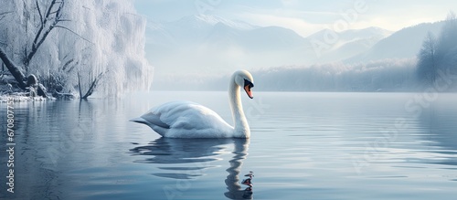 Fototapeta Naklejka Na Ścianę i Meble -  Austrias Lake Zeller features a swan of white