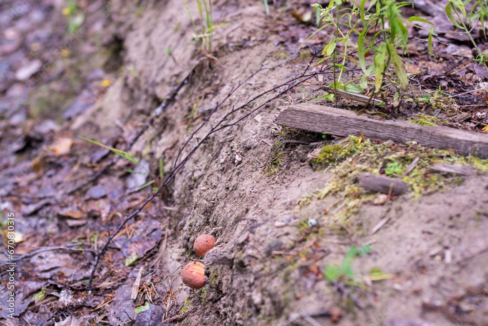 Mushrooms. Podosinovik. Gifts of the forest. Gifts of nature. Fresh aspen trees have grown in the forest. Mushrooms. Podosinovik. Gifts of the forest. Gifts of nature. Fresh aspen trees have grown in the forest.