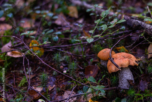 Mushrooms. Podosinovik. Gifts of the forest. Gifts of nature. Fresh aspen trees have grown in the forest.