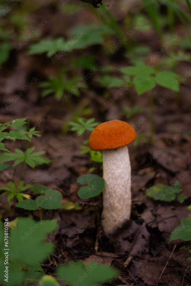 Mushrooms. Podosinovik. Gifts of the forest. Gifts of nature. Fresh aspen trees have grown in the forest. Mushrooms. Podosinovik. Gifts of the forest. Gifts of nature. Fresh aspen trees have grown in the forest.