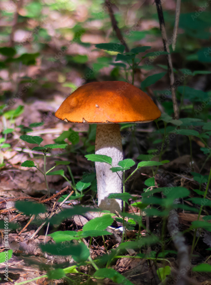 Mushrooms. Podosinovik. Gifts of the forest. Gifts of nature. Fresh aspen trees have grown in the forest. Mushrooms. Podosinovik. Gifts of the forest. Gifts of nature. Fresh aspen trees have grown in the forest.