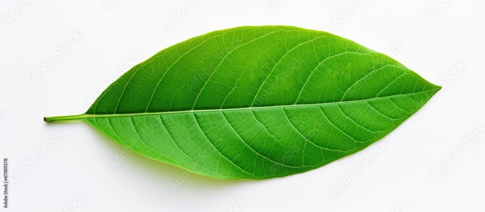 Obraz premium Capture a white background with a green leaf