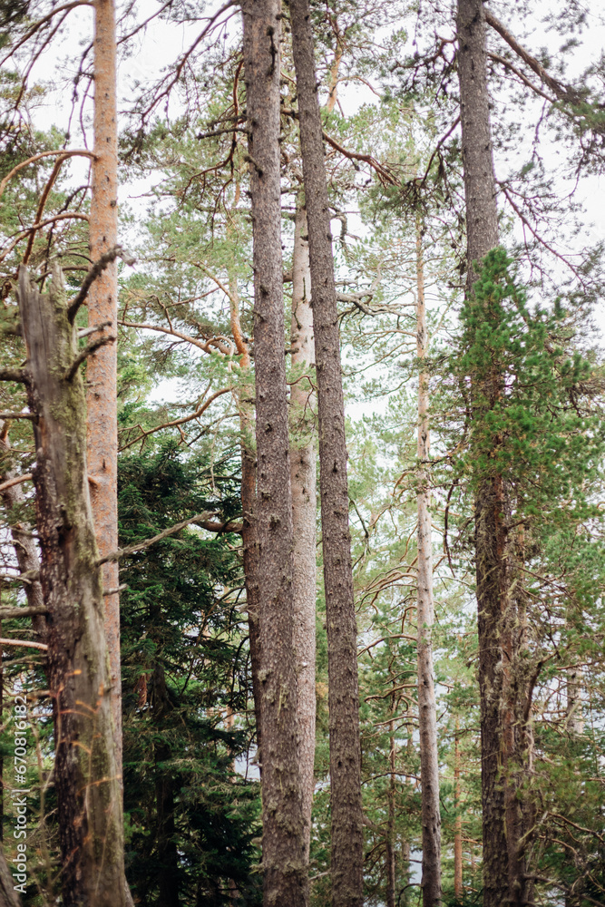 Tall coniferous trees in the forest. Pine and spruce on the slopes of the mountains. Autumn. Beauty is in nature. Tall coniferous trees in the forest. Pine and spruce on the slopes of the mountains. Autumn. Beauty is in nature.