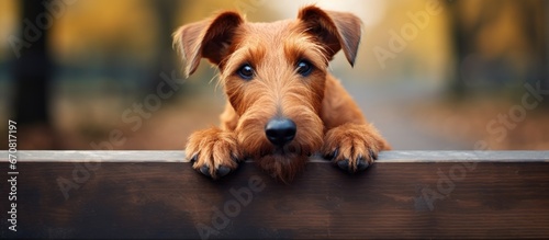 Adorable Irish terrier resting Cute companion