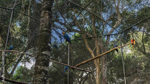 Bright blue-yellow, red, hyacinth parrots sit on perches in an aviary with mesh walls.  Tropical vegetation around. Blue sky. Bird Park. Brazil. Foz do Iguazu  