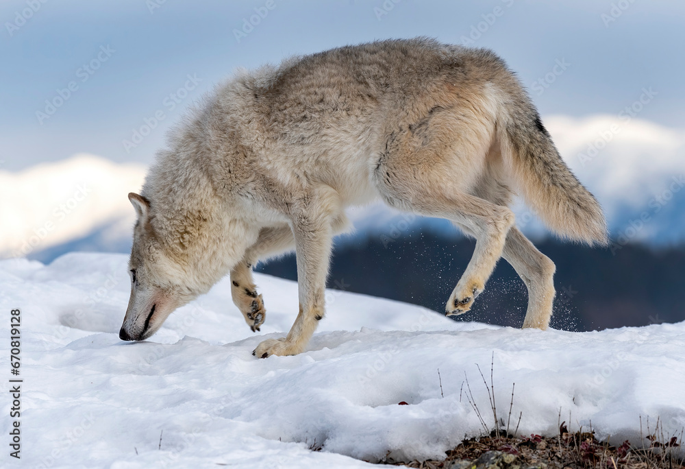 Obraz premium Arctic Tundra Wolf