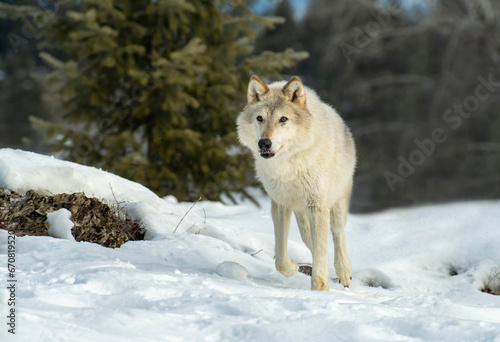 Arctic Tundra Wolf