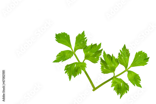 Fresh celery leaf isolated on white background.