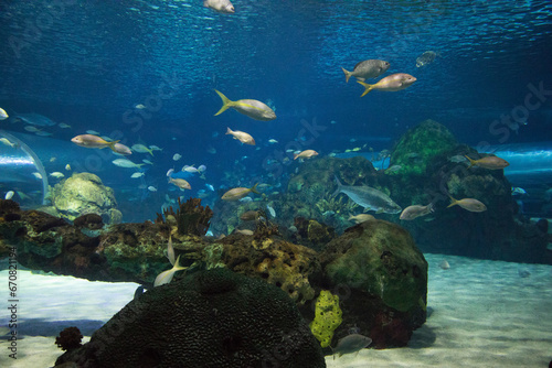 Fototapeta Naklejka Na Ścianę i Meble -  Beautiful view of the underwater world