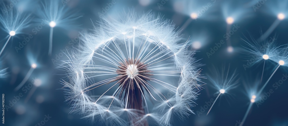 Naklejka premium Capturing delicate details of a curly dandelion symbolizing resilience and fleeting beauty this macro photo is mesmerizing