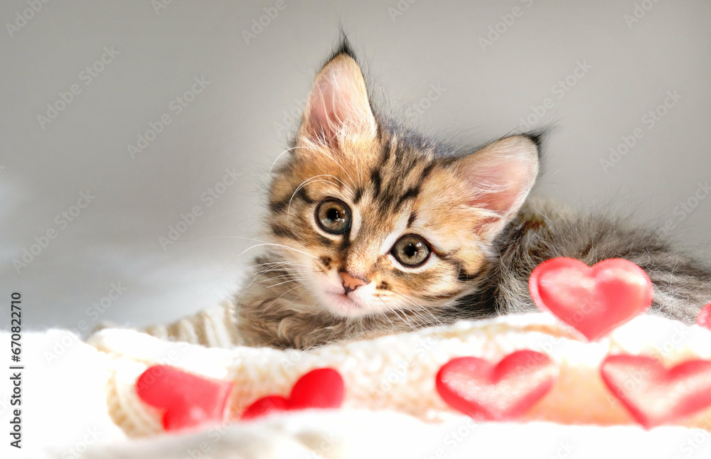 Pretty cute kitten relaxing on the bed with red hearts. Tabby cat. Funny pets. Valentines Day, Birthday, Dating Pretty cute kitten relaxing on the bed with red hearts. Tabby cat. Funny pets. Valentines Day, Birthday, Dating