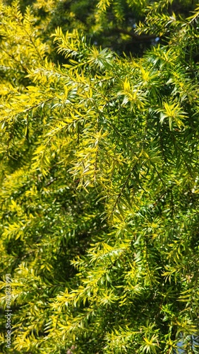 Taxus cuspidata (name Taxus cuspidata) is a species of yew tree native to Japan, Korea, and China.