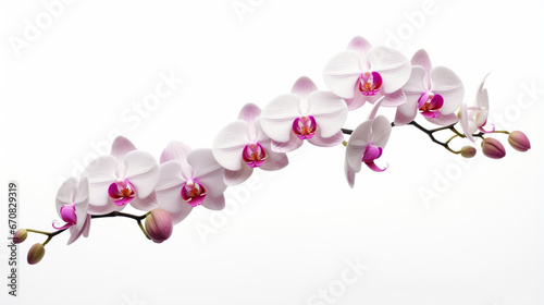 Front view Realistic Orchid with clear white background and spotlight for product presentation. Created using generative AI.