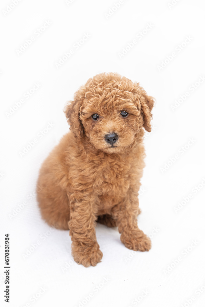 Portrait of brown poodle puppy on white background Portrait of brown poodle puppy on white background