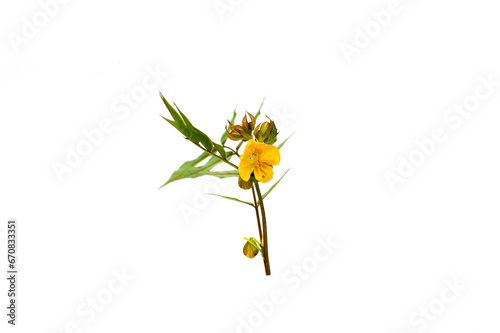Senna occidentalis(Coffea senna, Coffeeweed)flower isolated on white background.