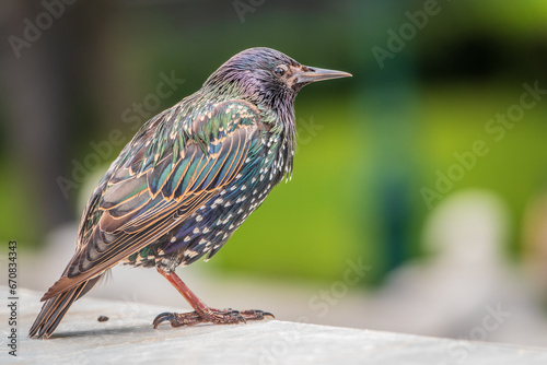 The common starling or Sturnus vulgaris or the European starling. Sitting on the fence in the garden in springtime.