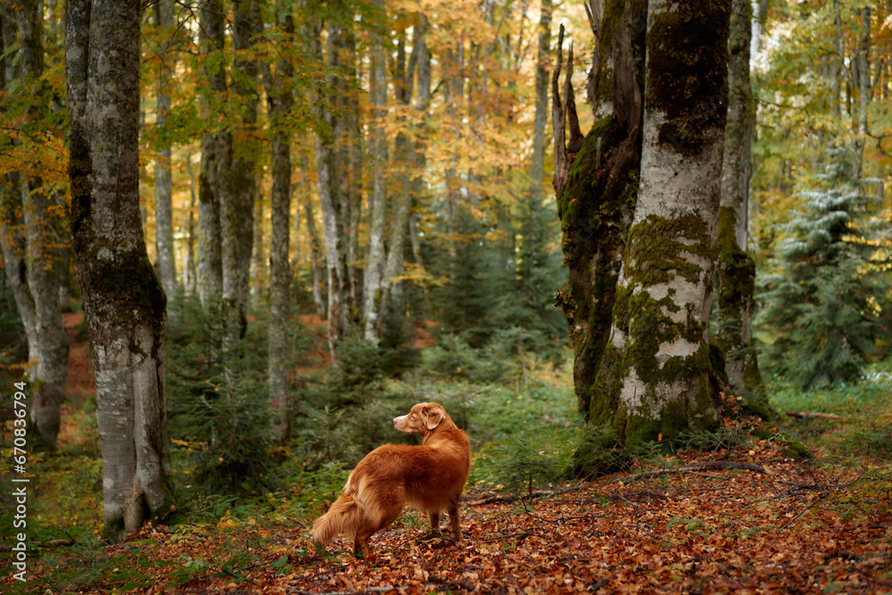 Naklejka premium Nova Scotia Duck Tolling Retriever in Forest, Dog amidst autumn trees exploring nature. Adventure and travel companion on woodland hike