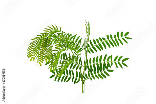 Leucaena leucocephala leaf isolated on white background. photo