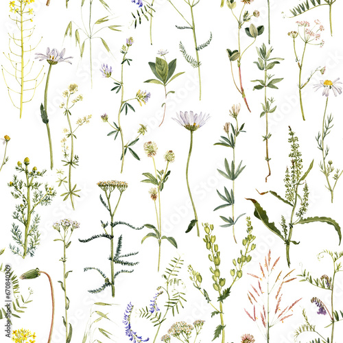 watercolor seamless pattern with drawing plants and flowers at white background, natural ornament, hand drawn botanical illustration