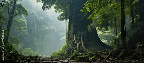Birds eye perspective of massive ancient tree in pristine rainforest of Sumatra