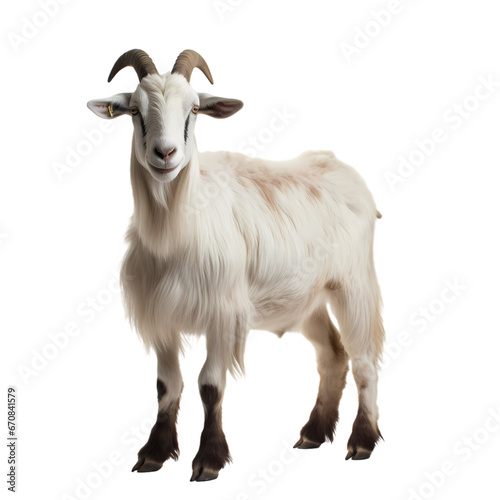 White horned sheep on transparent background