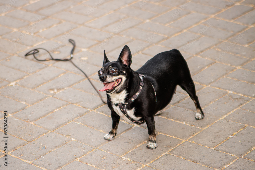 A small dog of the toy terrier and chihuahua breeds on a walk in the park.