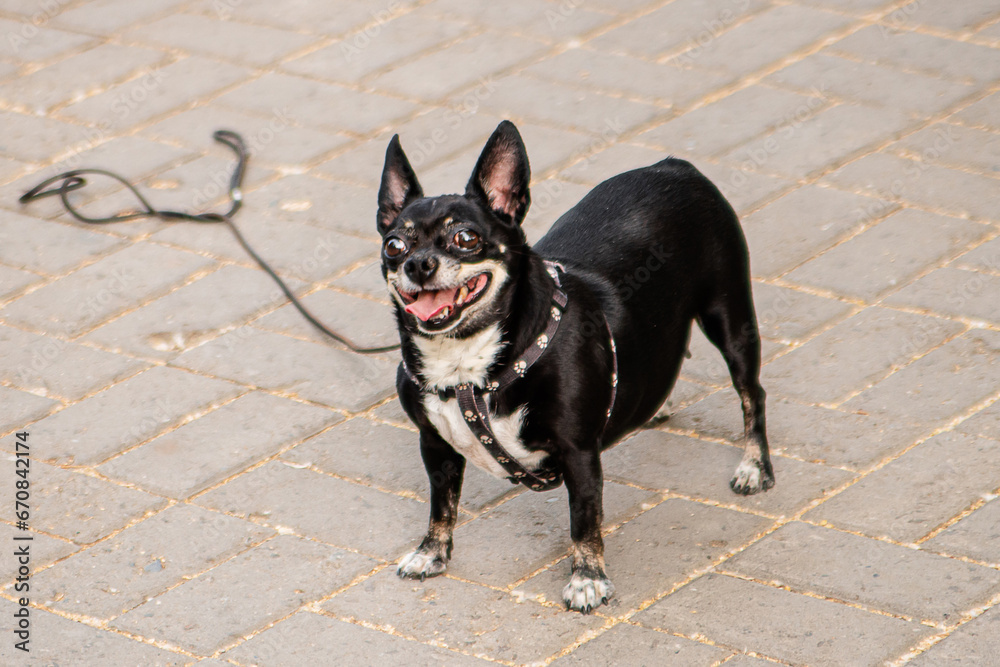 A small dog of the toy terrier and chihuahua breeds on a walk in the park.