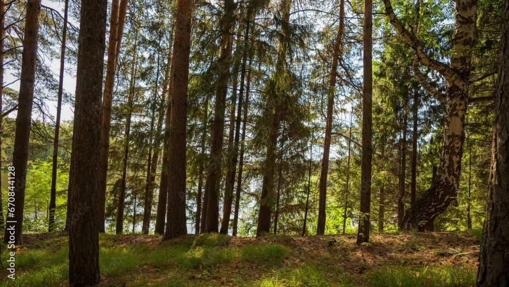 Sun rays emerging though the green tree branches. Magical forest with warm sunbeams illuminating green forest. Gimbal high quality shot. Beautiful sunlight in the forest Sun rays emerging though the green tree branches. Magical forest with warm sunbeams illuminating green forest. Gimbal high quality shot. Beautiful sunlight in the forest
