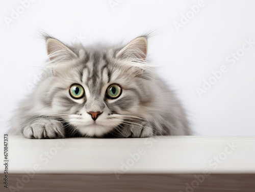Funny large gray longhair kitten with big beautiful green eyes lies on a white table. Cute soft cat licks its lips. Free space for text. 