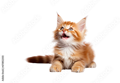 Fluffy Maine Coon kitten licking its lips isolated over white background
