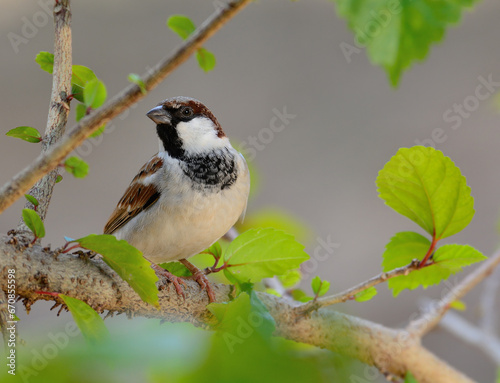 a sparrow on a branch