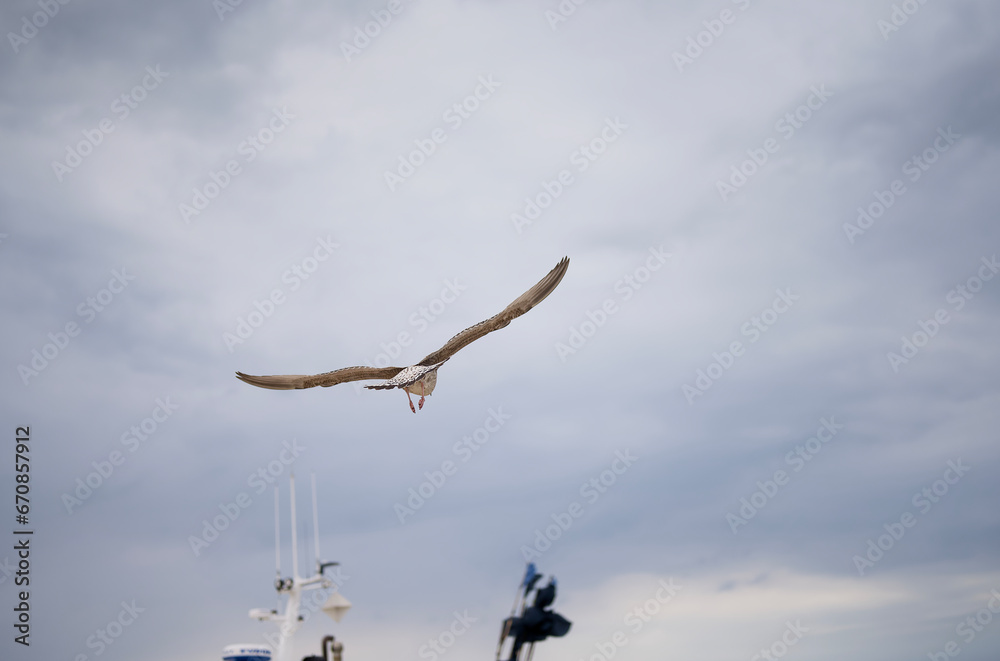 Obraz premium seagull in flight