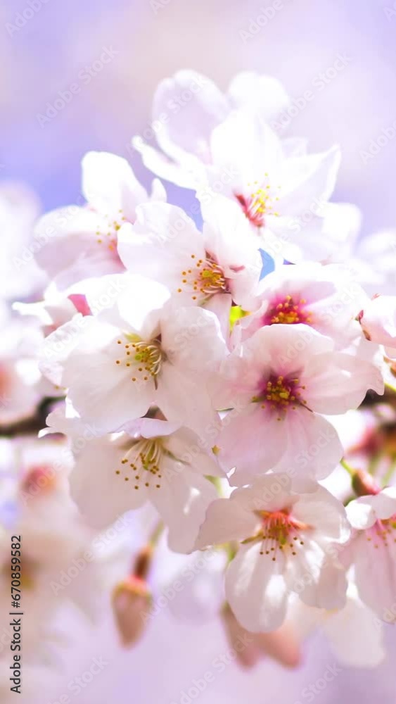 風に揺れる上野恩賜公園 不忍池の桜の花(2021年3月)/ 縦構図動画 風に揺れる上野恩賜公園 不忍池の桜の花(2021年3月)/ 縦構図動画