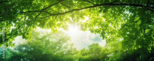 Sunlit canopy. Bright summer day in lush green forest. Nature radiance. Sunlight filtering through verdant summer trees. Sunny woodlands. Fresh foliage in bright landscape